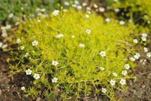 Sagina subulata Aurea